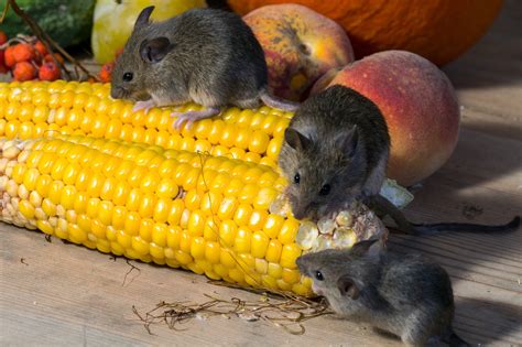 The difference between rats and mice might concern someone looking for a new pet or someone desperately looking to free his house from pesky gluttons munching on electric wires. How To Immediately See The Difference Between Rats and ...