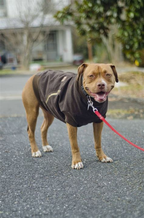 Canine Carhartt Coat For Your Pal Diy Dog Sweater Dog Clothes Diy