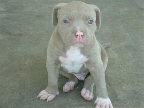 Gorgeous Blue Eyed Puppy Pitbull