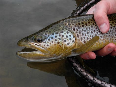 Brown Trout Pics For The First Day Of Spring Go Fish Fly Fisherman