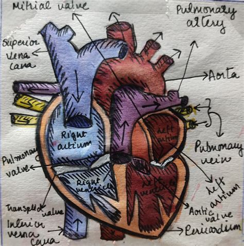 Human Heart Anatomy Aesthetic Human Heart Art Human Heart Drawing