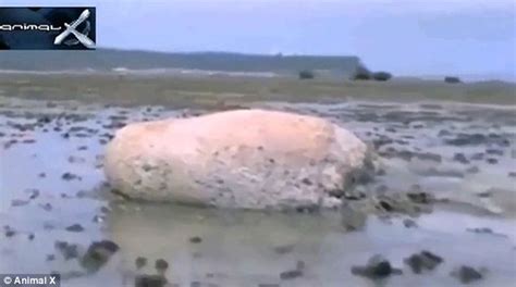 Mystery Creature Found Washed Up In The Aftermath Of Japans Tsunami