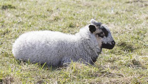 Newborn Lamb Resting Grassy Meadow Stock Photos Free And Royalty Free