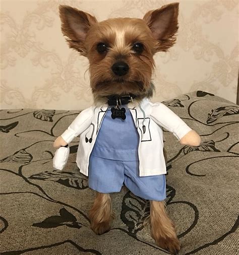 Doctor Dogs Costume Pet Clothes Funny Uniform Clothing For Puppy Dogs
