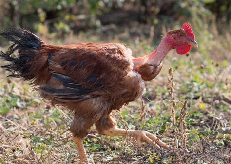 Most Popular Ornamental Chicken Breeds The Happy Chicken Coop
