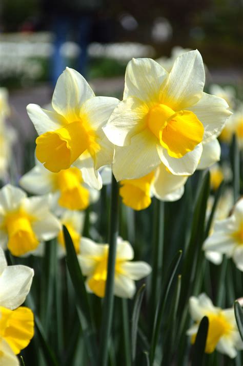 Mini Daffodil Golden Echo Narcissus Bulbs Blooms Species Growing Bonsai