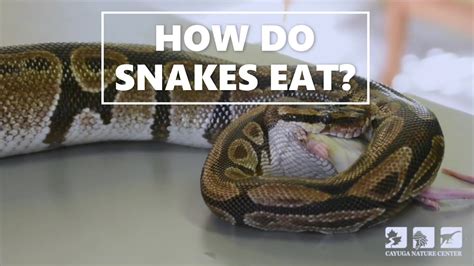 How Do Snakes Eat Youtube