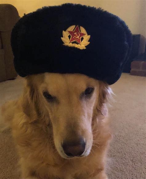 Communist Doggo Having A Great Dayifttt2yq4qp1 Really