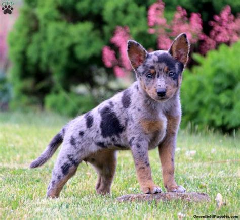 Mia Blue Heeler Mix Puppy For Sale In Pennsylvania