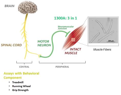 Measuring in-vivo, in-situ and in-vitro muscle function - Aurora Scientific