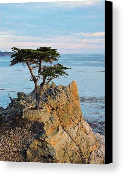 Lone Cypress Canvas Print Canvas Art By Connor Beekman Lone Cypress