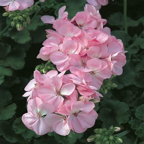 4 In Pink Geranium Seed 81414 The Home Depot