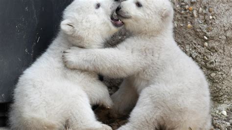 German Polar Bear Cubs Make Their Debut Cbs News