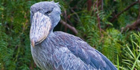Burung garuda hanya ada dalam cerita indonesia, sehingga sangat dipercaya khas indonesia. 8 Spesies Burung Terbesar di Dunia yang Masih Hidup ...