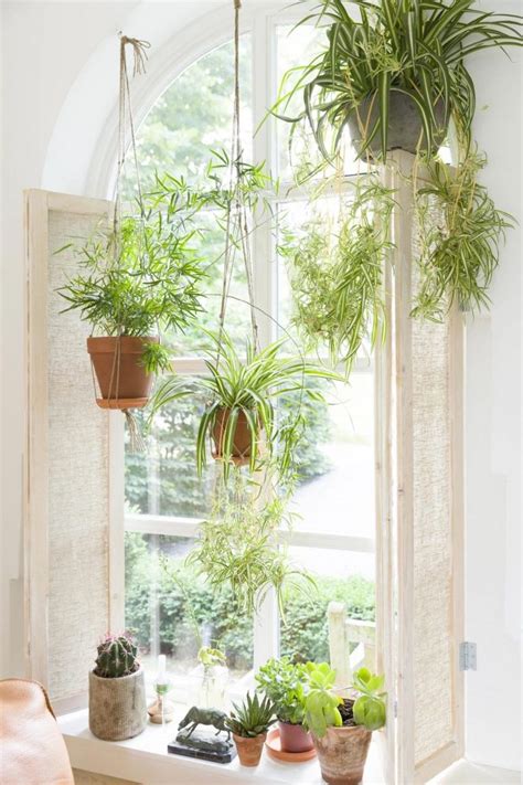 Beautiful Window Gardens Air Plants Decor Common House Plants