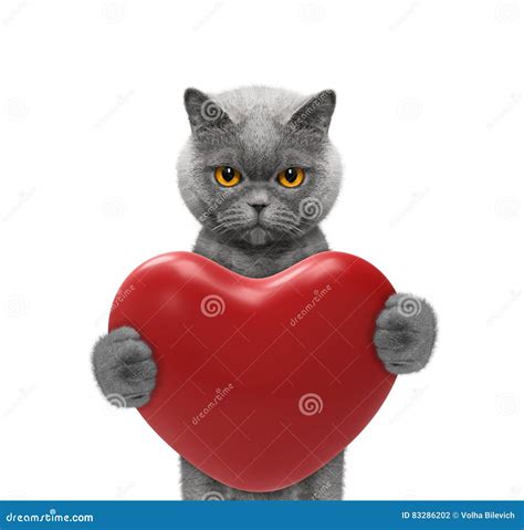 Pretty Cat Holding A Heart Stock Photo Image Of Valentines 83286202