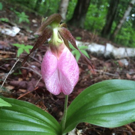 Walk The Elusive Pink Lady S Slipper Orchid