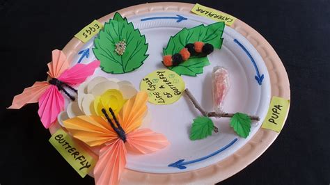 Drawing Of Butterfly Life Cycle Draw Imagine Create