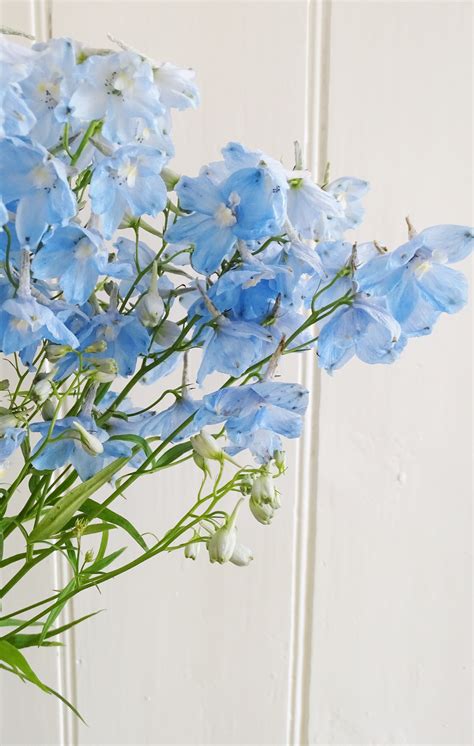 Pale Blue Delphiniums Delphinium Flowers Blue Delphinium Light Blue