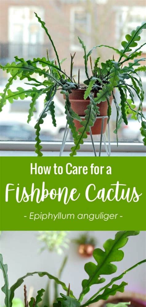 Here's what you should know about the beautiful holiday plant. Fishbone Cactus: How to Grow and Care for an Epiphyllum ...