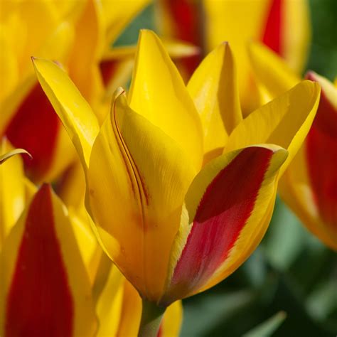 Perennial Tulip Bulbs Colorblends® Wholesale Flowerbulbs