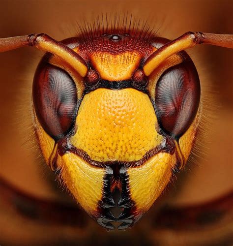 75 Amazing Retina Hd Macro Photography Of Bugs World Fotografia Macro