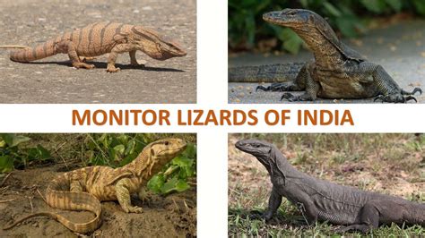 Monitor Lizards Of India 🇮🇳 Lizards Indian Reptiles Youtube