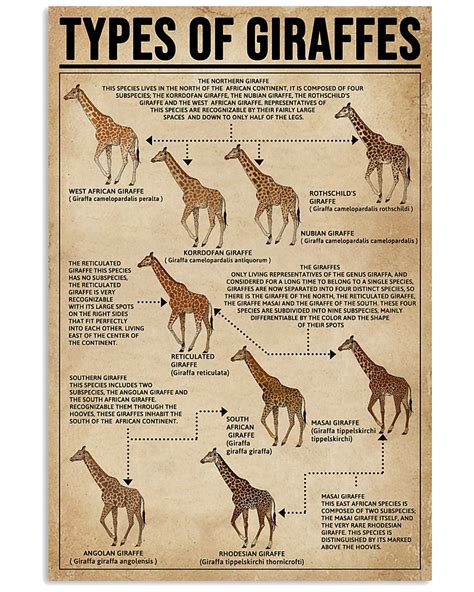 Types Of Giraffes
