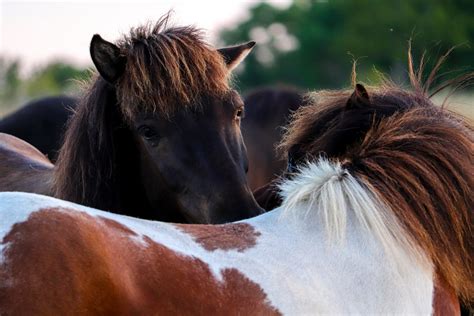 Bonding Two Icelandic Horses Bonding During A Literal You Flickr