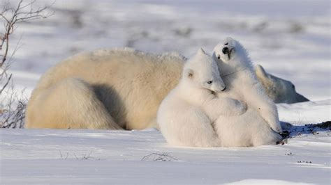 mating birthing cubs and emerging from dens polar bears international polar bears