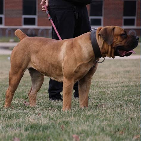 Exotics Bonnie Boerboel Breeders Boerboel Puppies For Sale