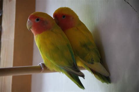 Rosy Faced Lovebird Parrots Breed Information Omlet