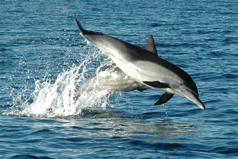Long Beaked Common Dolphin Noaa Fisheries