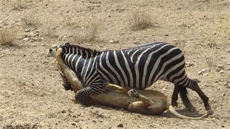 Amazing Lion Vs Zebra Lion Kills Zebra Almost Serengeti Lion Killin Lion Hunting