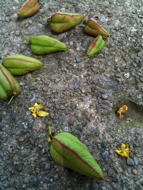 Libbysotherblog Nature Notes And The Popping Seed Pods
