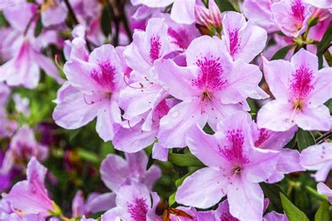 Azalea Bloom Times And Flowering Groups Gardeners Path