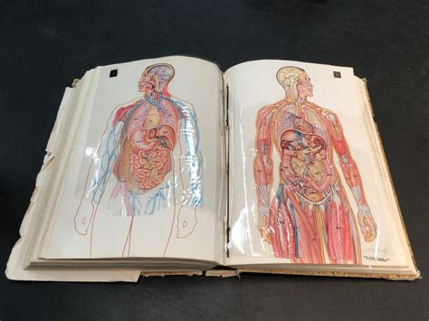 Anatomy Overlay Chart Anatomical Overlays With Internal Organs A Set