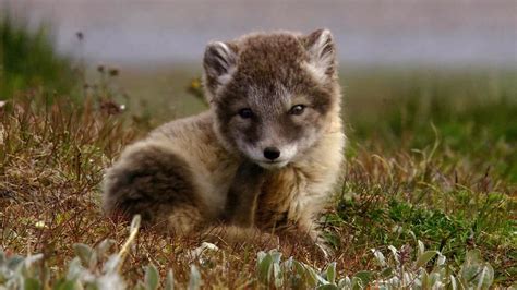 Arctic Fox Mammal