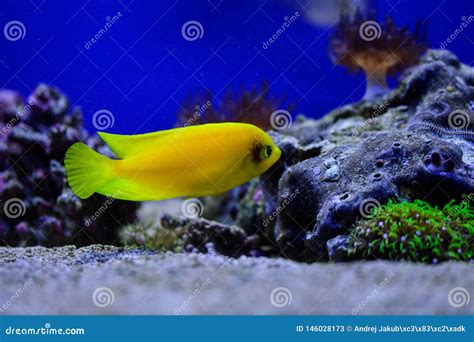 Yellow Blue And Striped Marine Fish In Aquarium Wih Corals Stock Image