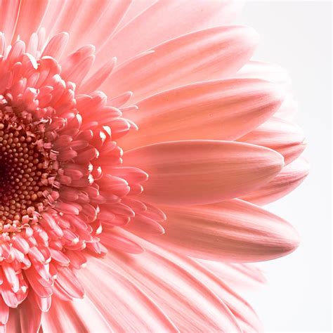 Hd Wallpaper Gerbera Flower Background White Closeup Isolated