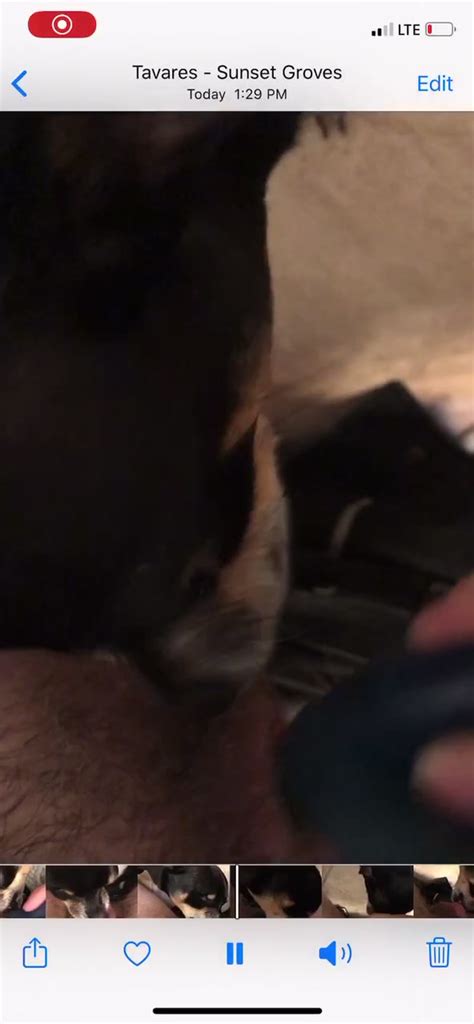 Dog Licking Ftm Cock Zoo Tube 1