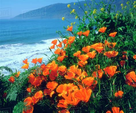 Usa California California Poppies Along The Pacific Coast Near Big