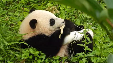Giant Panda Cub Bao Bao Tumbling Youtube