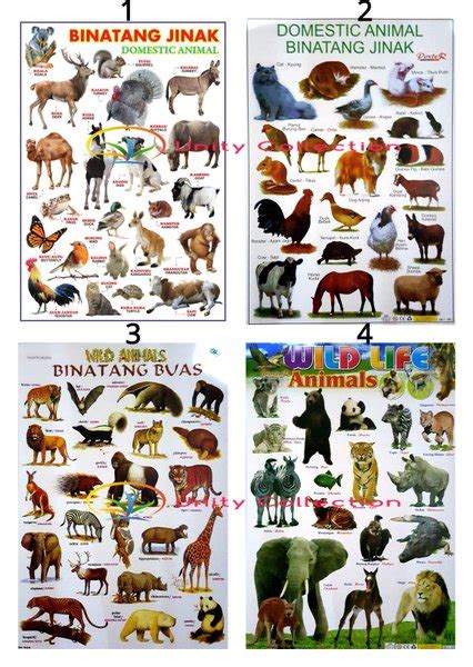 Jual Poster Binatang Jinak Dan Binatang Buas Di Lapak Unity Collection