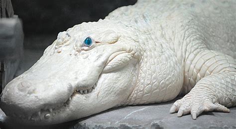 Krokodil Albino Animals Rare Albino Animals Rare Animals