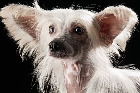 chinese crested woffisnet