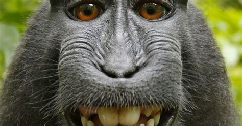 Wikipedia Defends The Monkey Selfie The New Yorker