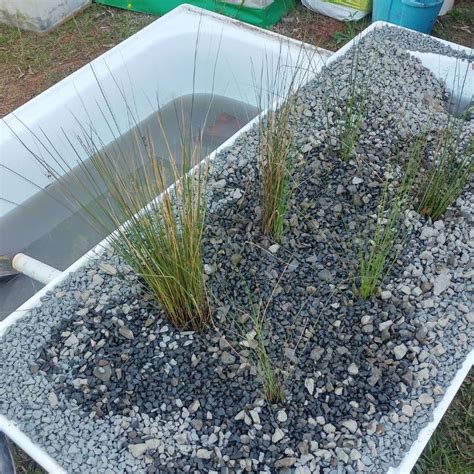 Reed Bed System Grey Water System Diy Grey Water System Grey Water
