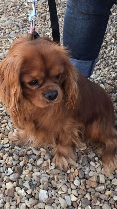 We want our puppies to go to the very best homes. Cavalier King Charles Spaniel Puppies For Sale | Maryland ...