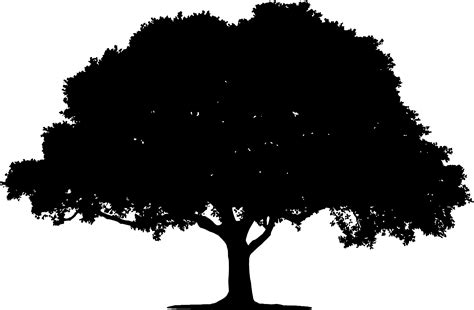 Tree Silhouette Clipart Png Clipground